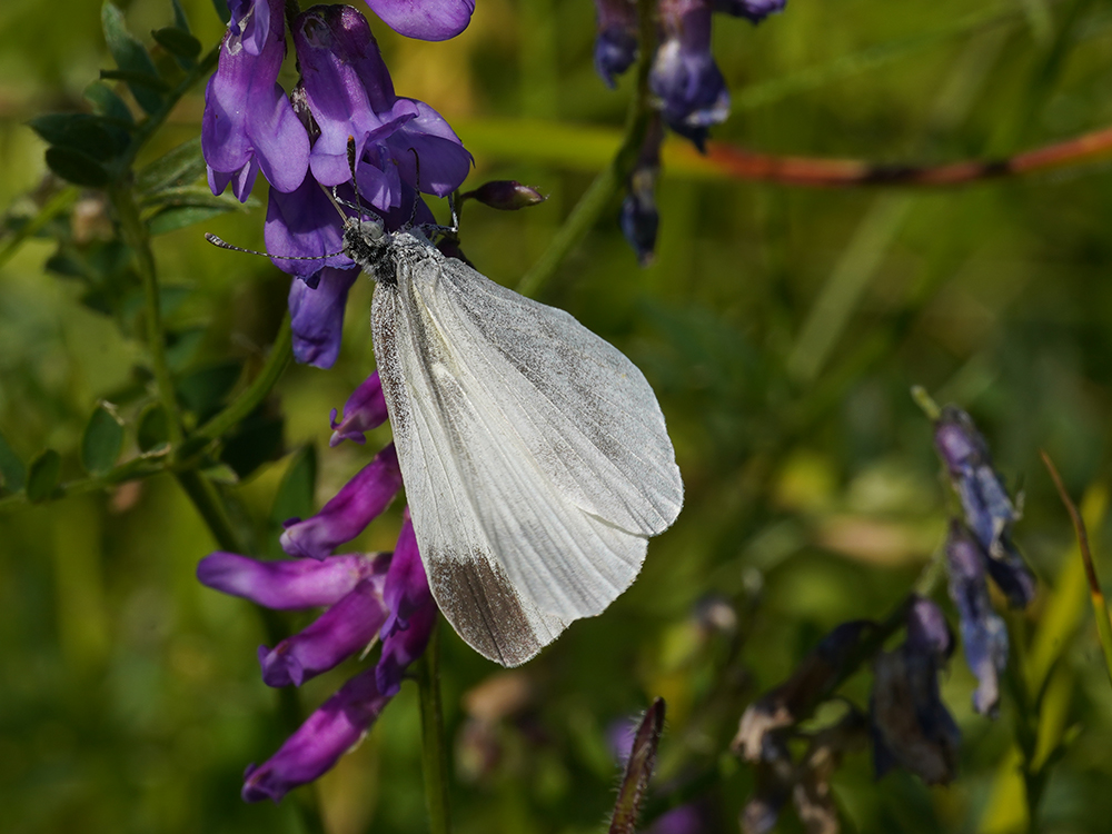 Bild Nr.06967a zum Vergrößern klicken Bild Nr.06967a