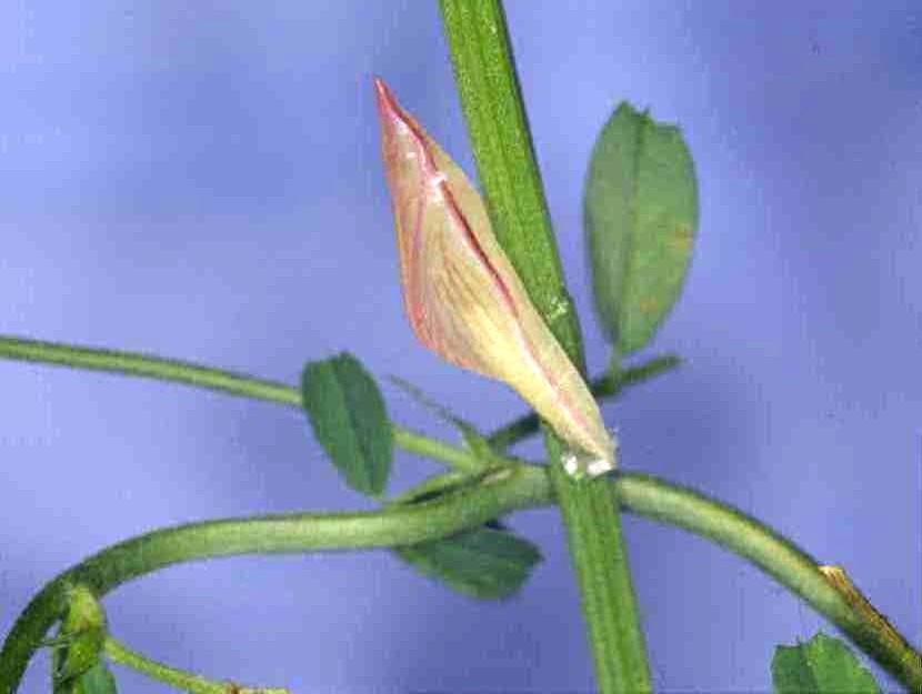 Bild Nr.06967a zum Vergrößern klicken Bild Nr.06967a