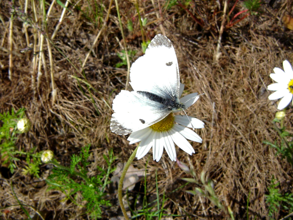 Bild Nr.06973 zum Vergrößern klicken Bild Nr.06973