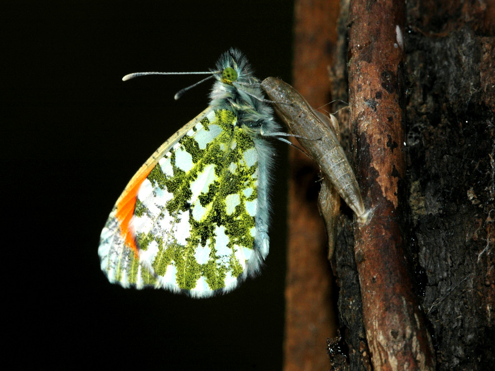 Bild Nr.06973 zum Vergrößern klicken Bild Nr.06973