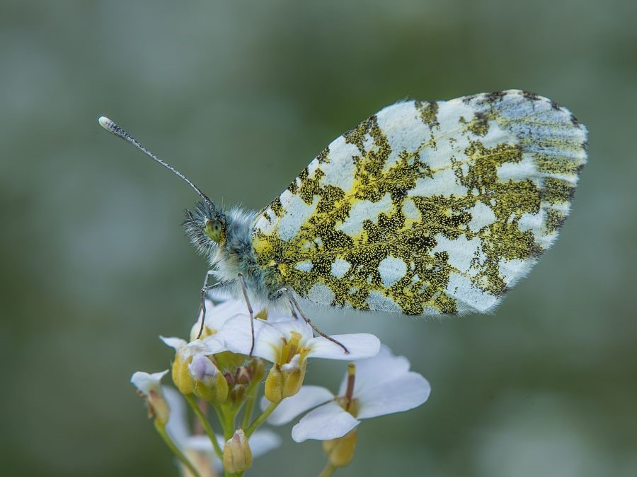Bild Nr.06973 zum Vergrößern klicken Bild Nr.06973