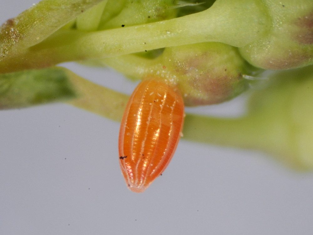 Bild Nr.06973 zum Vergrößern klicken Bild Nr.06973