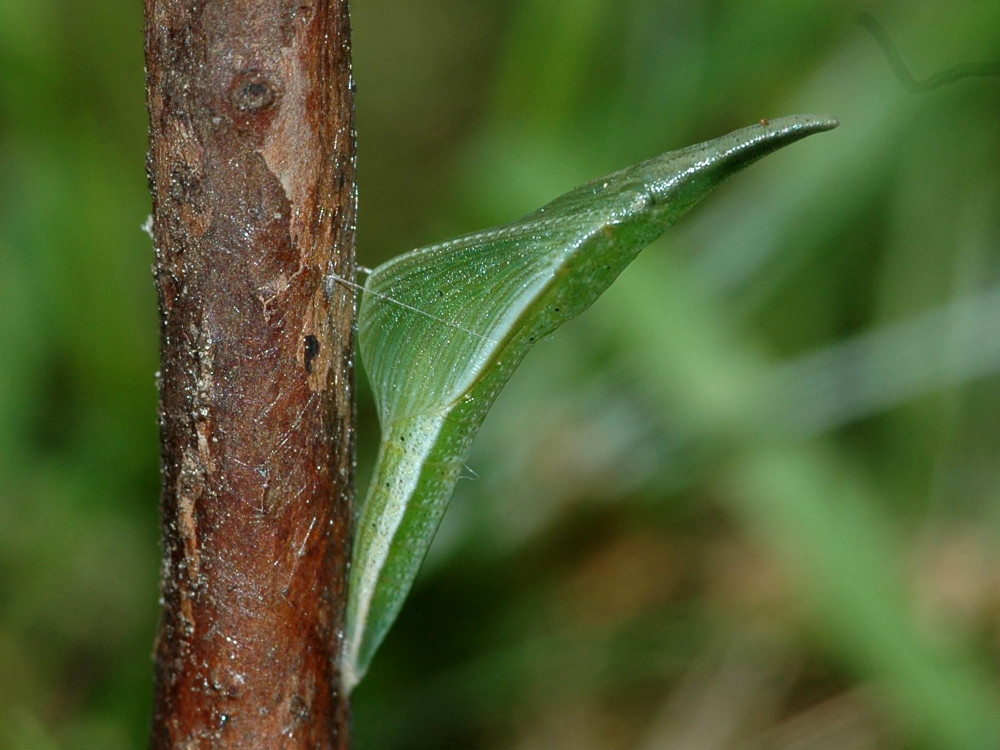 Bild Nr.06973 zum Vergrößern klicken Bild Nr.06973