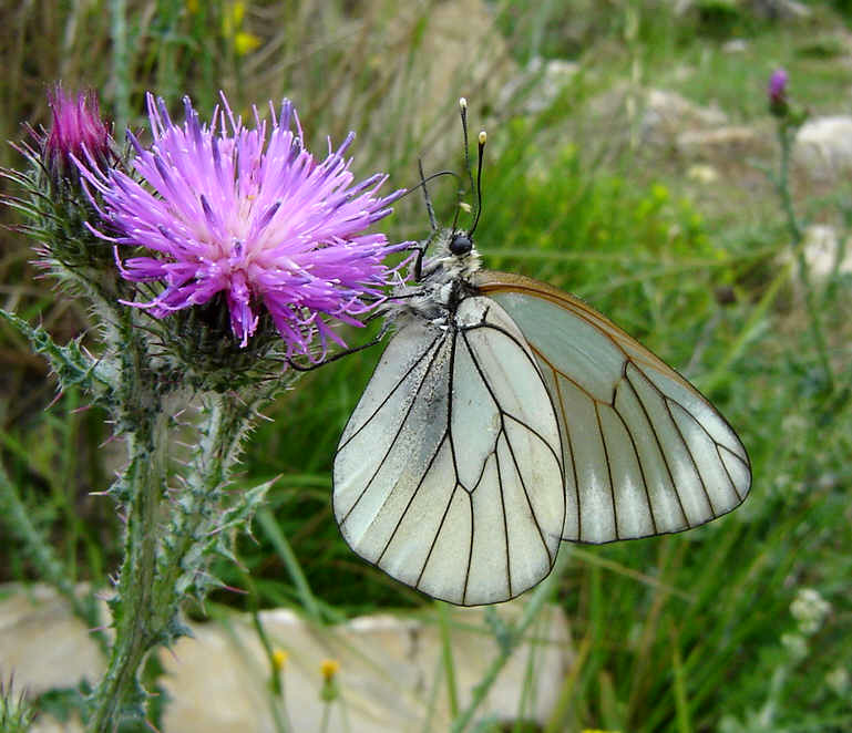 Bild Nr.06993 zum Vergrößern klicken Bild Nr.06993