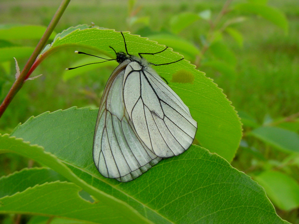 Bild Nr.06993 zum Vergrößern klicken Bild Nr.06993