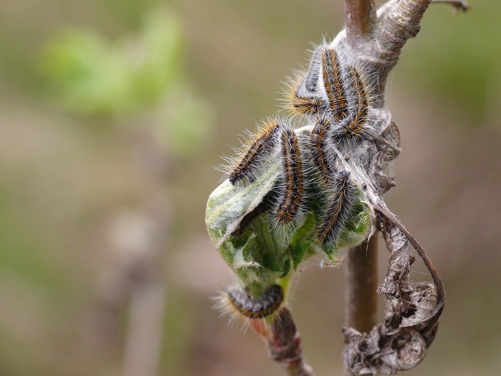 Bild Nr.06993 zum Vergrößern klicken Bild Nr.06993