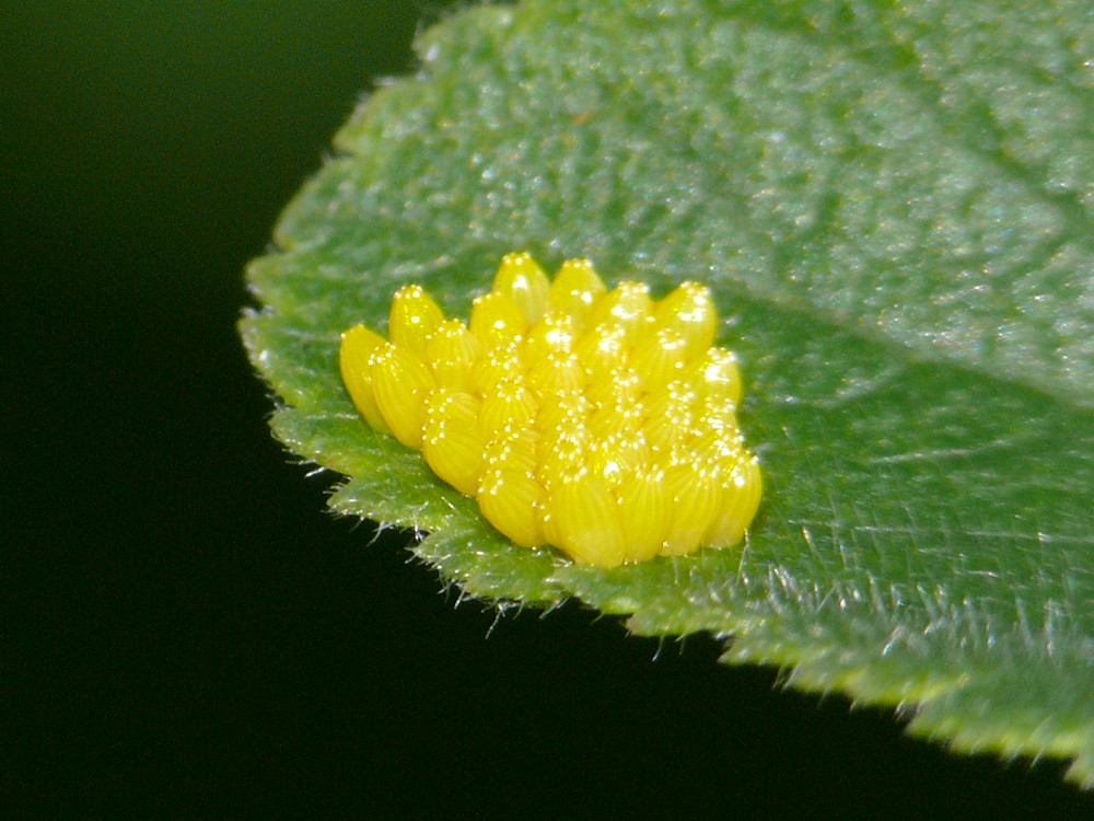 Bild Nr.06993 zum Vergrößern klicken Bild Nr.06993