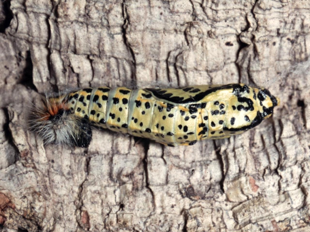 Bild Nr.06993 zum Vergrößern klicken Bild Nr.06993