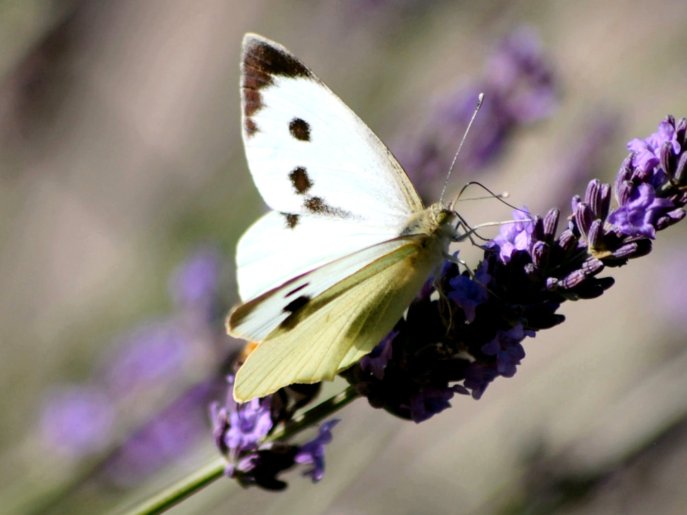 Bild Nr.06995 zum Vergrößern klicken Bild Nr.06995
