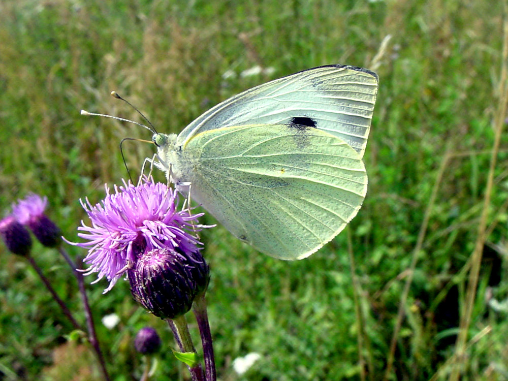 Bild Nr.06995 zum Vergrößern klicken Bild Nr.06995