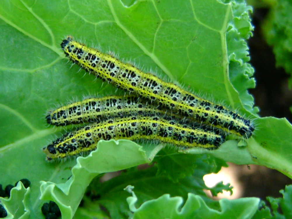 Bild Nr.06995 zum Vergrößern klicken Bild Nr.06995