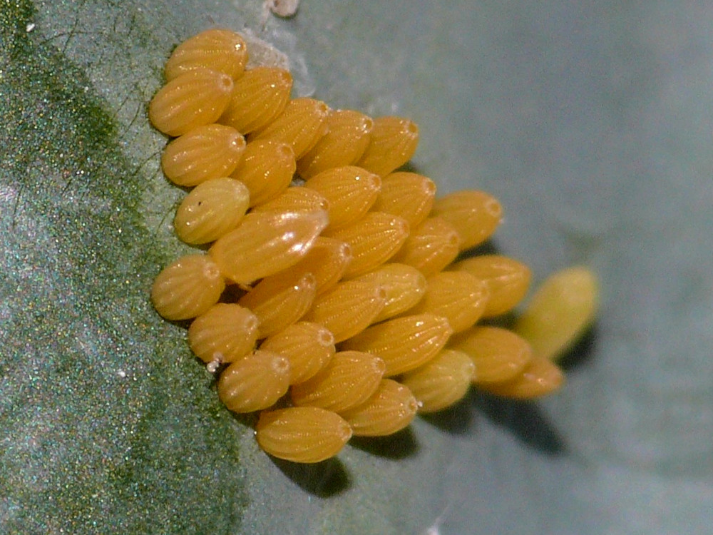 Bild Nr.06995 zum Vergrößern klicken Bild Nr.06995