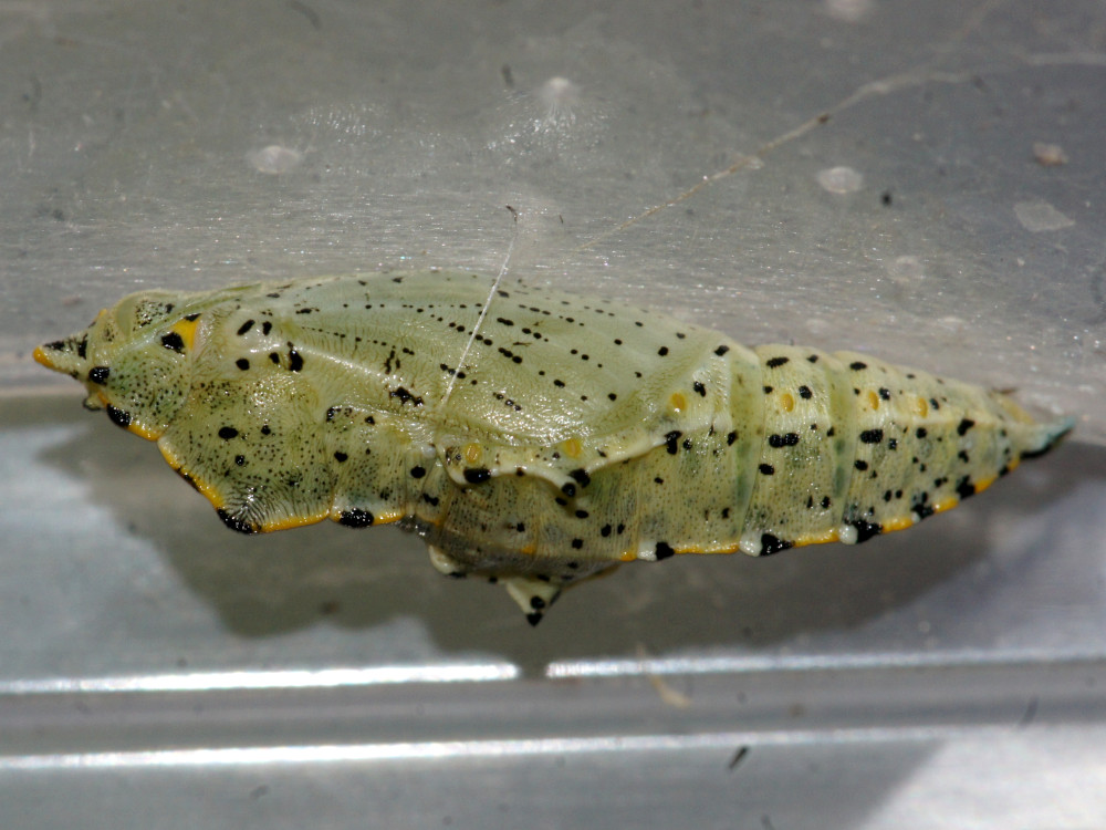 Bild Nr.06995 zum Vergrößern klicken Bild Nr.06995