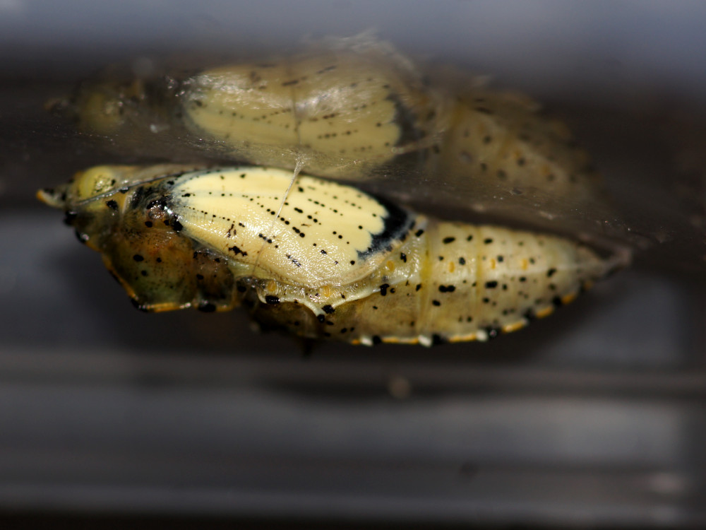 Bild Nr.06995 zum Vergrößern klicken Bild Nr.06995