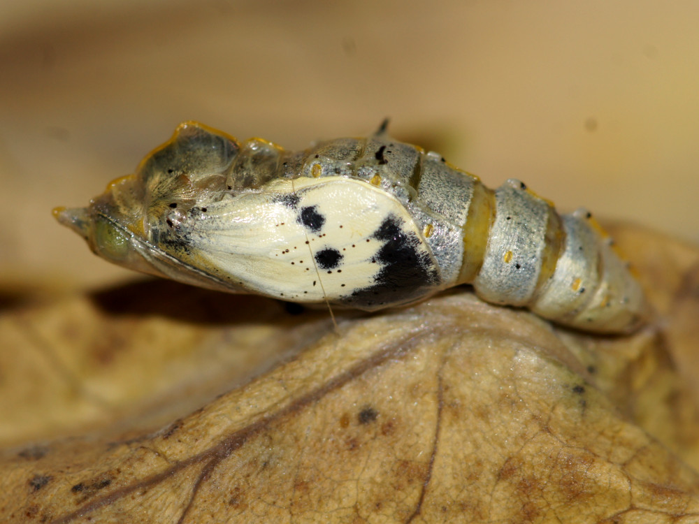 Bild Nr.06995 zum Vergrößern klicken Bild Nr.06995