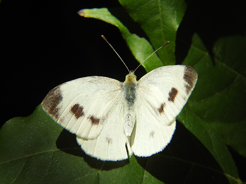 Bild Nr.06997 zum Vergrößern klicken Bild Nr.06997