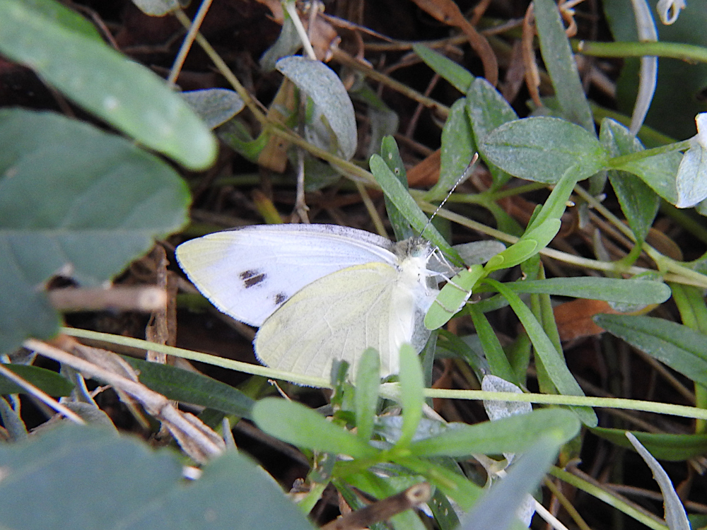 Bild Nr.06997 zum Vergrößern klicken Bild Nr.06997