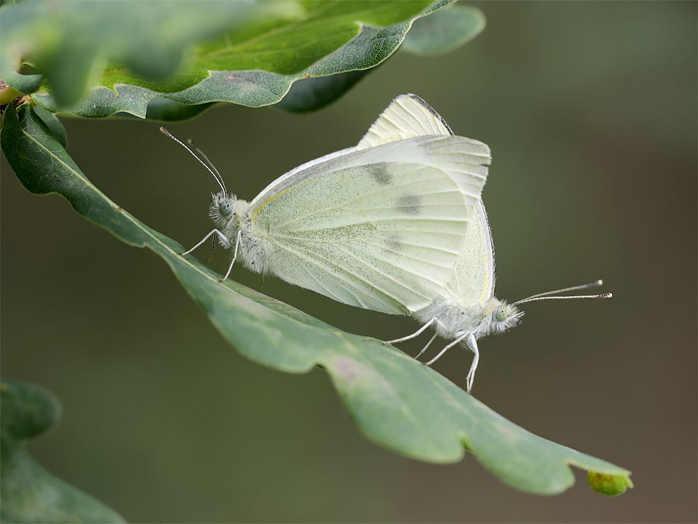 Bild Nr.06997 zum Vergrößern klicken Bild Nr.06997