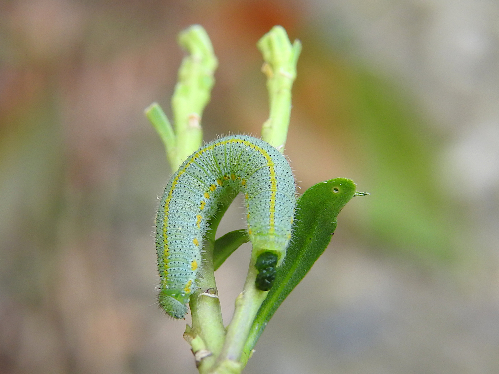 Bild Nr.06997 zum Vergrößern klicken Bild Nr.06997