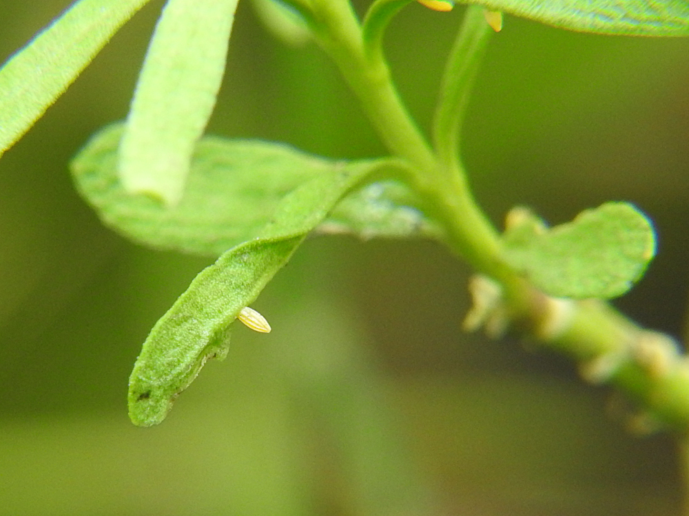 Bild Nr.06997 zum Vergrößern klicken Bild Nr.06997