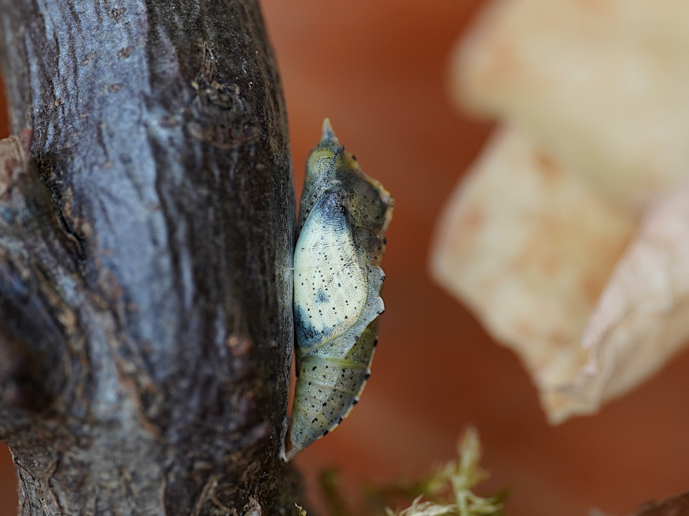 Bild Nr.06997 zum Vergrößern klicken Bild Nr.06997