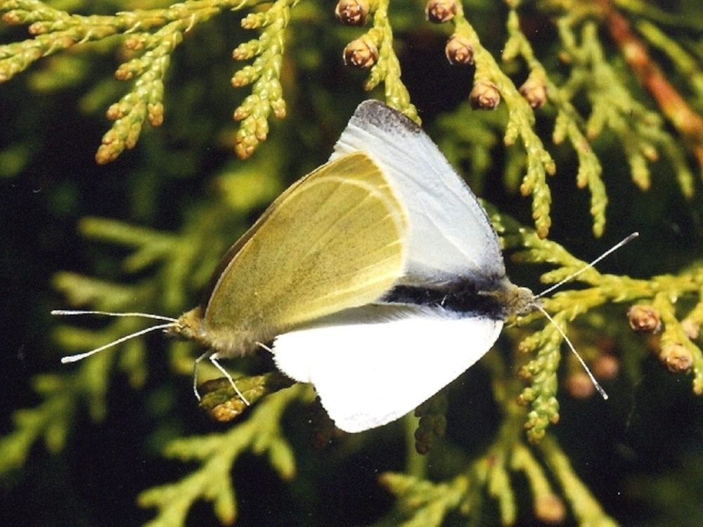 Bild Nr.06998 zum Vergrößern klicken Bild Nr.06998