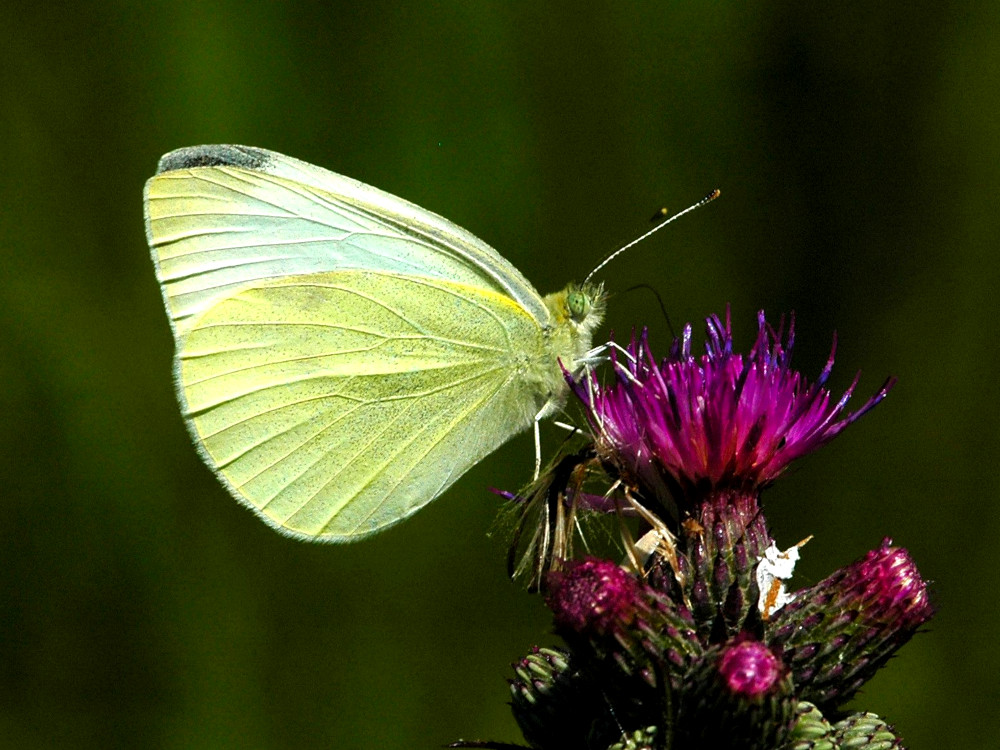 Bild Nr.06998 zum Vergrößern klicken Bild Nr.06998