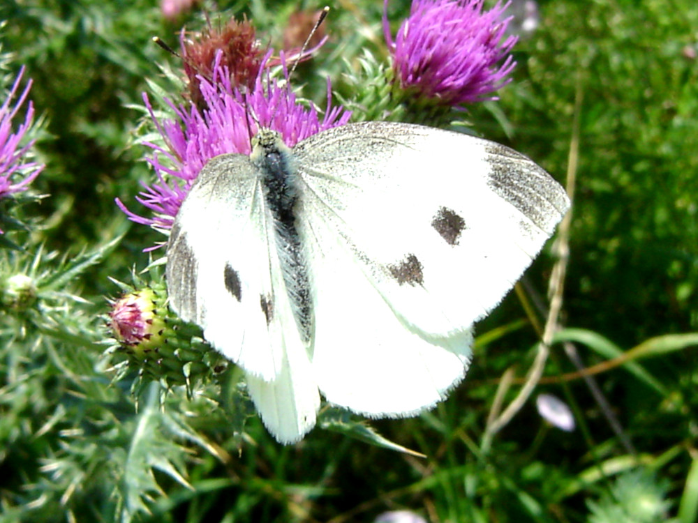 Bild Nr.06998 zum Vergrößern klicken Bild Nr.06998