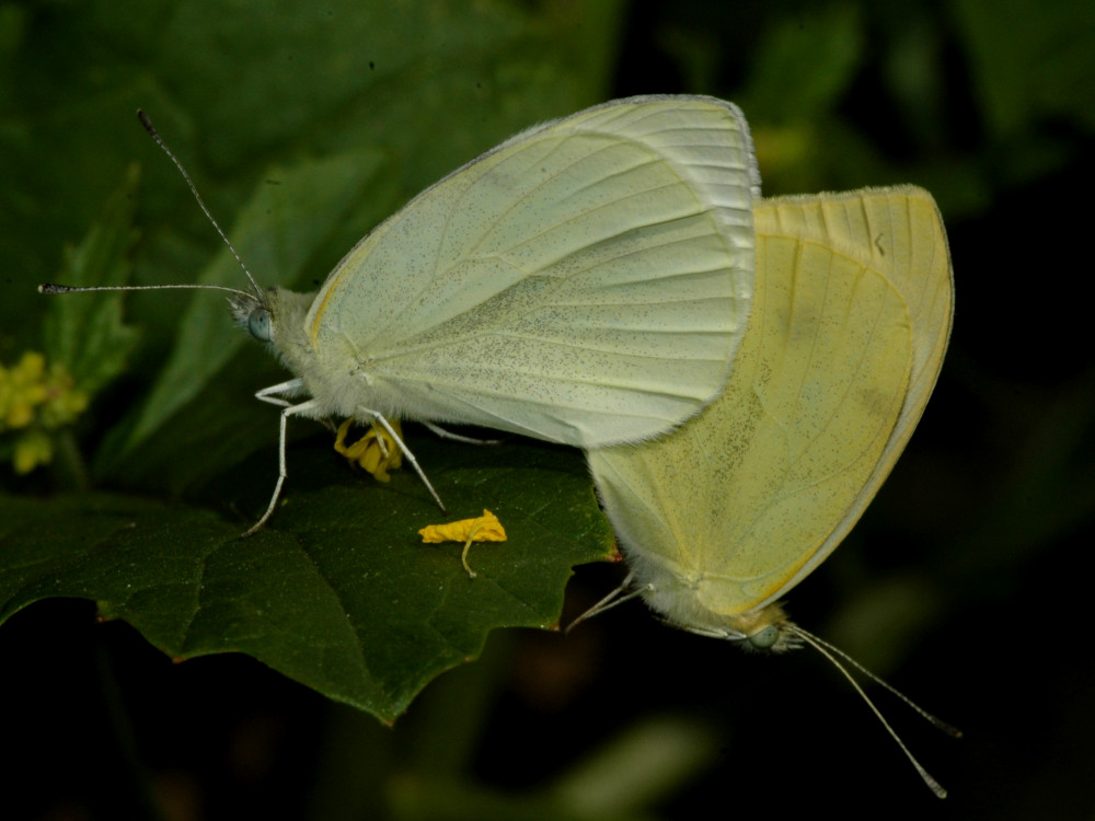 Bild Nr.06998 zum Vergrößern klicken Bild Nr.06998