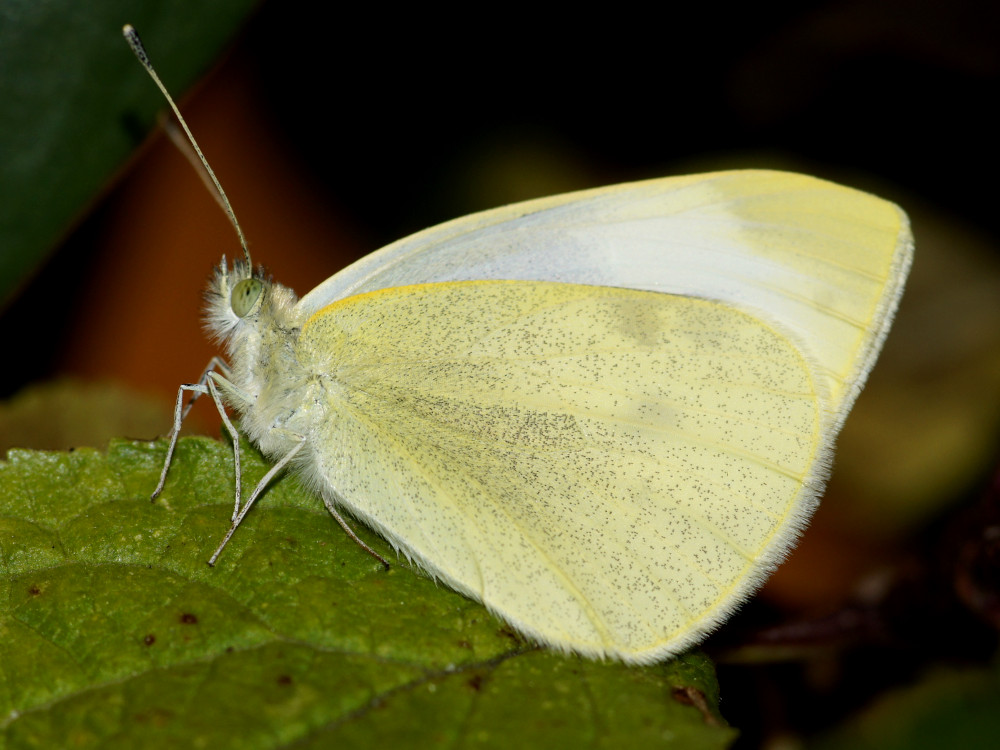 Bild Nr.06998 zum Vergrößern klicken Bild Nr.06998