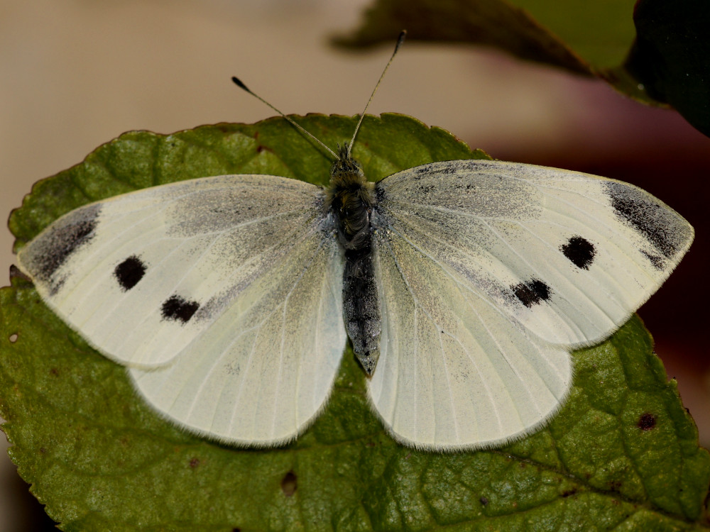 Bild Nr.06998 zum Vergrößern klicken Bild Nr.06998