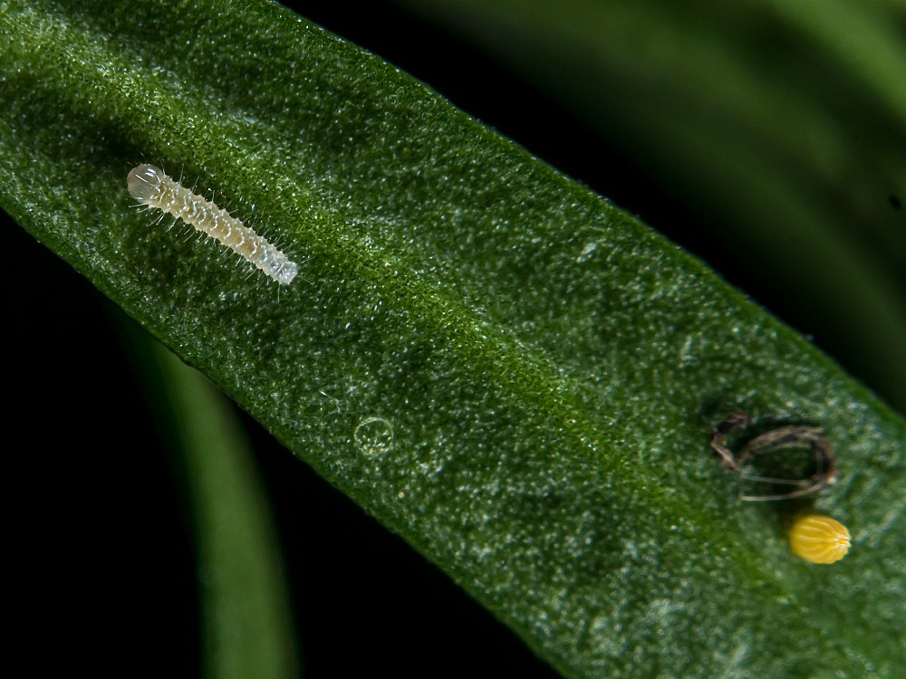 Bild Nr.06998 zum Vergrößern klicken Bild Nr.06998