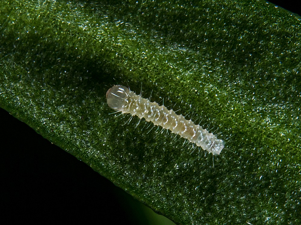 Bild Nr.06998 zum Vergrößern klicken Bild Nr.06998