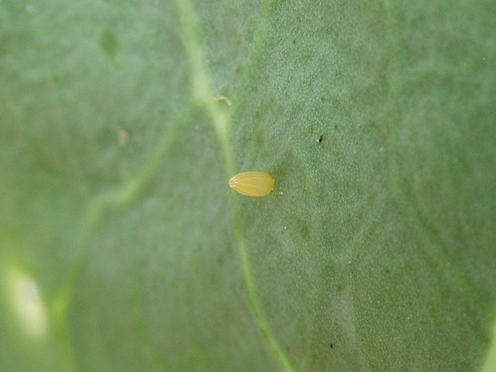 Bild Nr.06998 zum Vergrößern klicken Bild Nr.06998