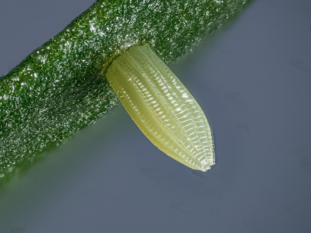 Bild Nr.06998 zum Vergrößern klicken Bild Nr.06998