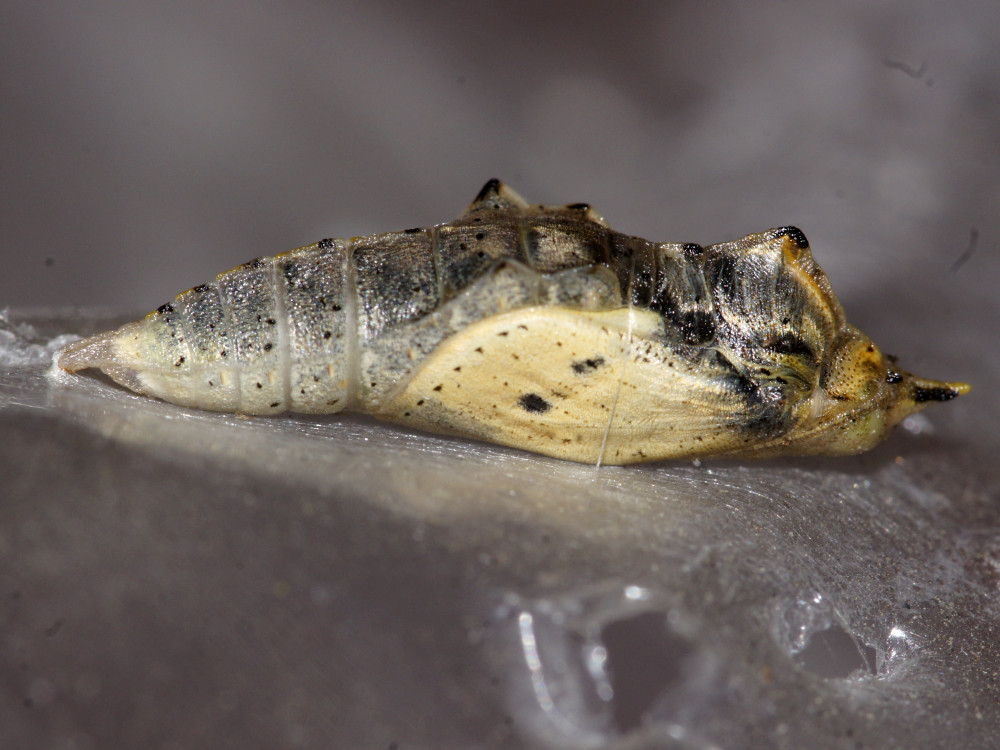 Bild Nr.06998 zum Vergrößern klicken Bild Nr.06998