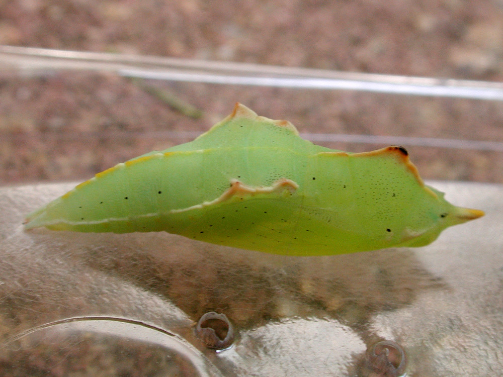 Bild Nr.06998 zum Vergrößern klicken Bild Nr.06998