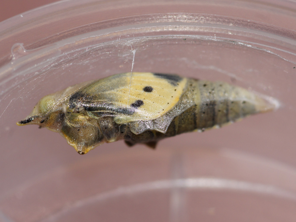 Bild Nr.06998 zum Vergrößern klicken Bild Nr.06998