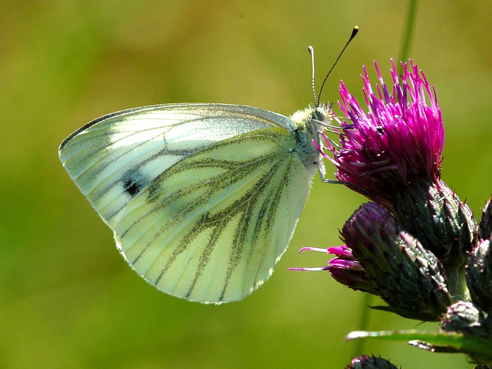 Bild Nr.07000 zum Vergrößern klicken Bild Nr.07000