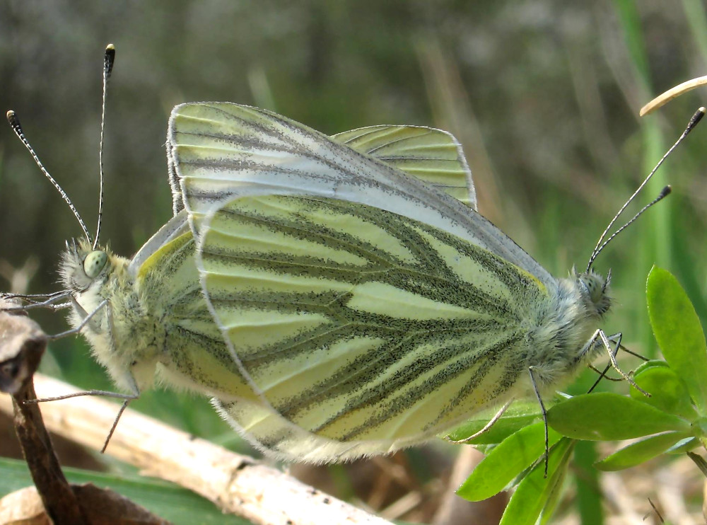 Bild Nr.07000 zum Vergrößern klicken Bild Nr.07000