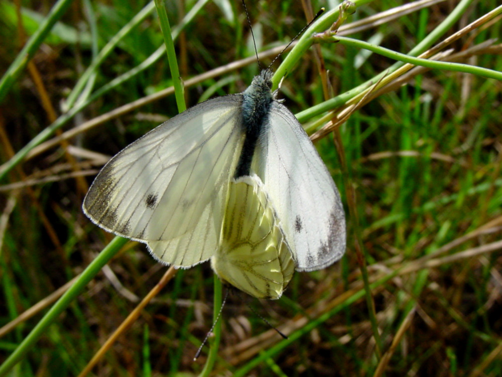 Bild Nr.07000 zum Vergrößern klicken Bild Nr.07000