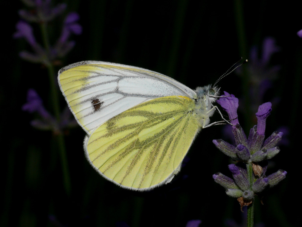 Bild Nr.07000 zum Vergrößern klicken Bild Nr.07000