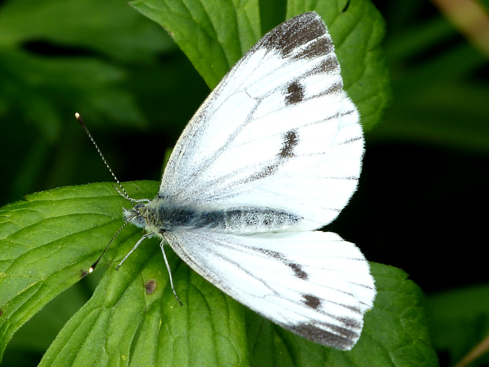 Bild Nr.07000 zum Vergrößern klicken Bild Nr.07000