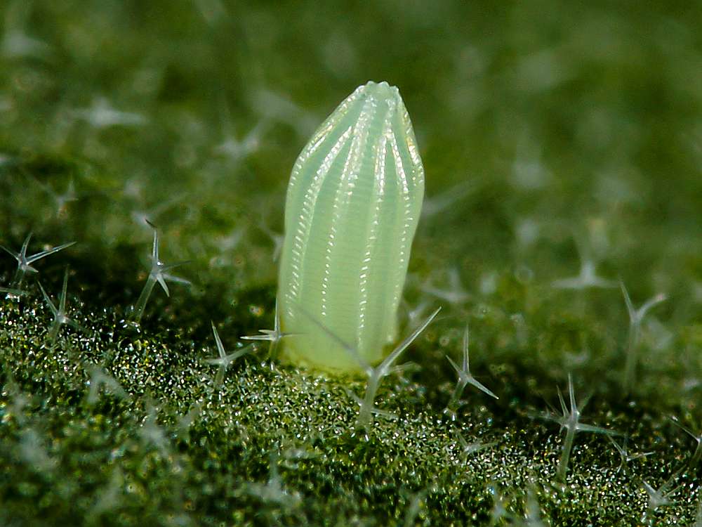 Bild Nr.07000 zum Vergrößern klicken Bild Nr.07000