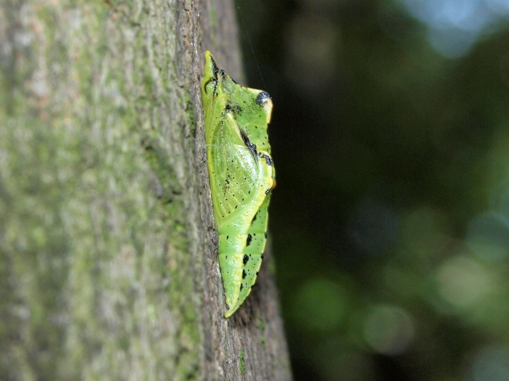 Bild Nr.07000 zum Vergrößern klicken Bild Nr.07000