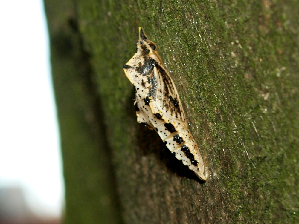 Bild Nr.07000 zum Vergrößern klicken Bild Nr.07000