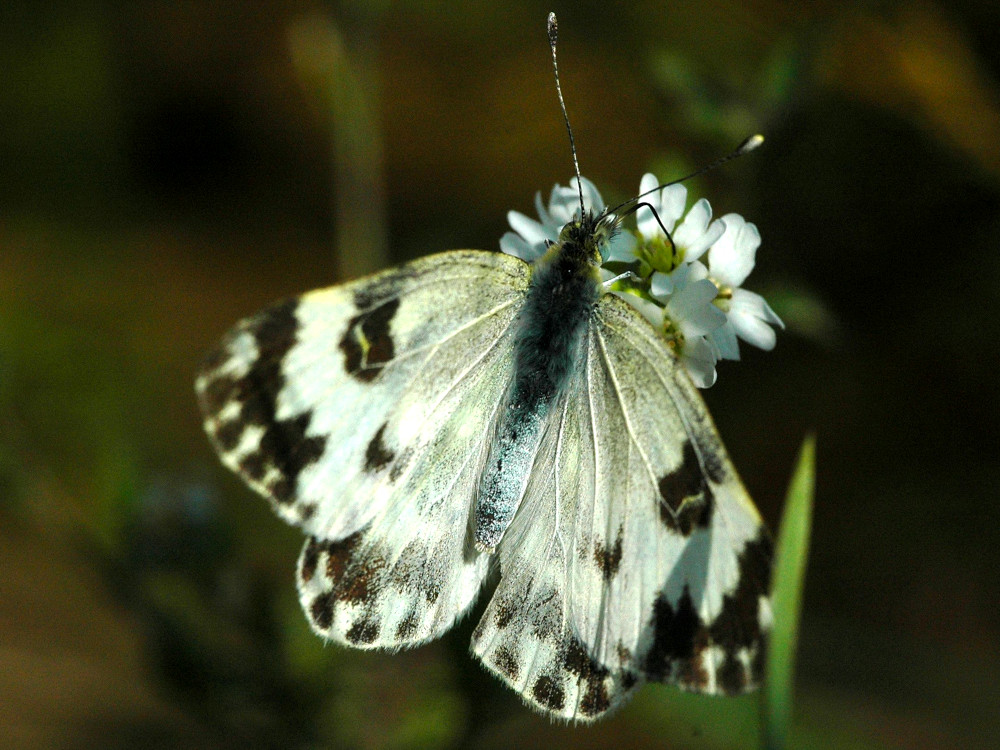 Bild Nr.07005a zum Vergrößern klicken Bild Nr.07005a