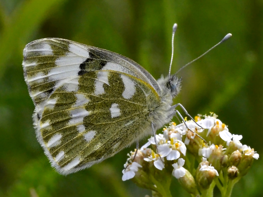 Bild Nr.07005a zum Vergrößern klicken Bild Nr.07005a