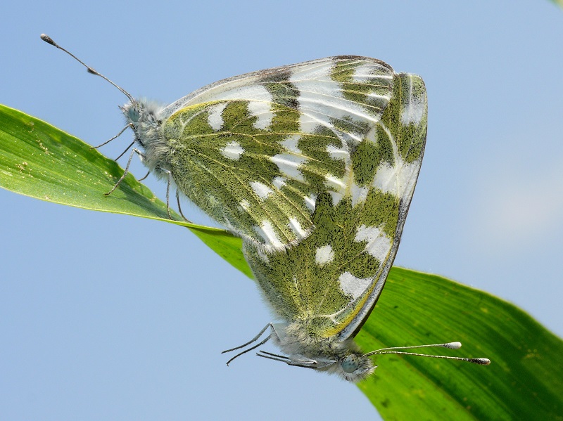 Bild Nr.07005a zum Vergrößern klicken Bild Nr.07005a