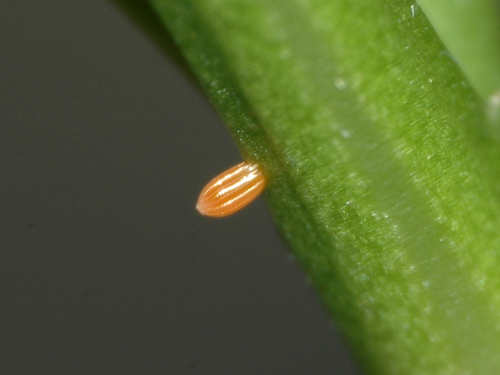 Bild Nr.07005a zum Vergrößern klicken Bild Nr.07005a